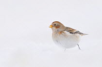 Snow Bunting (Plectrophenax nivalis) on snow. Cairngorms National Park, May.