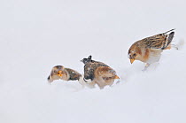 Snow Buntings (Plectrophenax nivalis) foraging in snow. Cairngorms National Park, January.