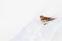 Snow Bunting (Plectrophenax nivalis) foraging in snow. Cairngorms National Park, Scotland, January.