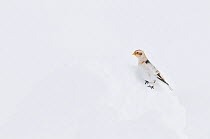 Snow Bunting (Plectrophenax nivalis) foraging in snow. Cairngorms National Park, Scotland, January.