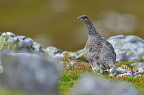 Ptarmigan (Lagopus mutus) cock in summer plumage. Cairngorms National Park, Scotland, July.