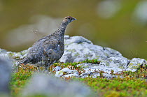 Ptarmigan (Lagopus mutus) cock in summer plumage. Cairngorms National Park, July.