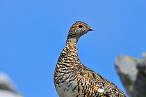 Ptarmigan (Lagopus mutus) hen in summer plumage. Cairngorms National Park, Scotland, July.