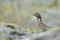Ptarmigan (Lagopus mutus) hen in summer plumage. Cairngorms National Park, Scotland, July.