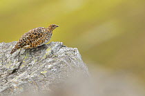 Ptarmigan (Lagopus mutus) hen in summer plumage, perched on rock. Cairngorms National Park, Scotland, July.