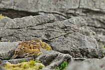 Ptarmigan (Lagopus mutus) chick in summer plumage, camouflaged against rocks. Cairngorms National Park, Scotland, July.