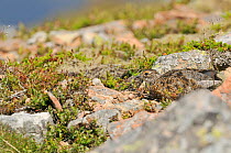 Ptarmigan (Lagopus mutus) chick camouflaged against rocks and vegetation. Cairngorms National Park, Scotland, July.