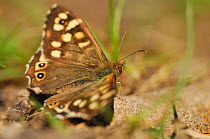 Speckled wood butterfly (Pararge aegeria) resting on a rock, Atlantic Oakwoods, Sunart, Scotland, May.
