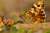 Speckled wood butterfly (Pararge aegeria) resting on dead branch, Atlantic Oakwoods, Sunart, Scotland, May.