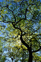 Sessile oak (Quercus petraea) silhouetted in the afternoon light, Atlantic Oakwoods of Sunart, Scotland, May.