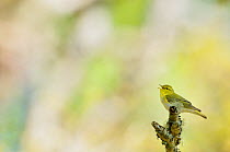 Wood warbler (Phylloscopus sibilatrix) singing from a lichen covered branch, Atlantic Oakwoods of Sunart, Scotland, May.