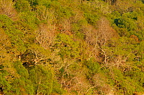 A mix of birch (Betula pendula) and sessile oak (Quercus petraea) woodlands, part of the Atlantic Oakwoods, Sunart, Scotland, May.