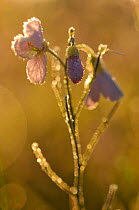 Cuckoo flower (Cardamine pratensis) covered in frost at sunrise, Atlantic Oakwoods of Sunart, May.