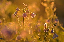 Cuckoo flower (Cardamine pratensis) covered in frost at sunrise, Atlantic Oakwoods of Sunart, May.