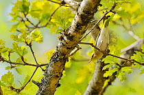 Wood warbler (Phylloscopus sibilatrix) perched in branch, searching for food in an oak tree, Atlantic Oakwoods of Sunart, Scotland, May. Did you know? The scientific name for this species sibilatrix'...