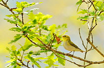 Wood warbler (Phylloscopus sibilatrix) singing from an oak tree, Atlantic Oakwoods of Sunart, Scotland, May.