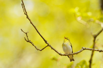 Wood Warbler (Phylloscopus sibilatrix) singing from an oak tree, Atlantic Oakwoods of Sunart, Scotland, May.