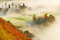 A misty morning over a mixed woodland in autumn,  Kinnoull Hill Woodland Park, Perthshire, Scotland, November 2011. Highly commended in the Wild Woods Category of the British Wildlife Photography Awa...