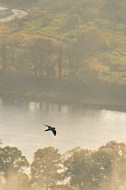Peregrine Falcon (Falco peregrinus) in flight over the River Tay. Kinnoull Hill Woodland Park, Perthshire, Scotland, November.
