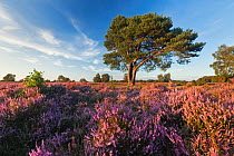 Pine tree on heathland with Ling (Calluna vulgaris) and Bell Heather (Erica cinerea) flowering. New Forest National Park, Hampshire, England, UK, August.