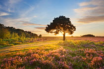 Ling (Calluna vulgaris) and Bell Heather (Erica cinerea) blooming on heathland with sun rising through tree. Pig Bush, Beaulieu, New Forest National Park, Hampshire, England, UK, August. Did you know?...