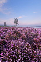 View over New Forest Ling (Calluna vulgaris) and Bell Heather (Erica cinerea) at Rockford Common in dawn mist. Linwood, New Forest National Park, Hampshire, England, UK, August.