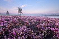 View over New Forest Ling (Calluna vulgaris) and Bell Heather (Erica cinerea) at Rockford Common in dawn mist. Linwood, New Forest National Park, Hampshire, England, UK, August.