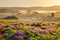 View over New Forest heathland with Ling (Calluna vulgaris) and Bell Heather (Erica cinerea). Fritham Cross at dawn, New Forest National Park, Hampshire, England, UK, August.