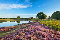 View over New Forest heathland with Ling (Calluna vulgaris), Bell Heather (Erica cinerea) and pool. Fritham Cross, New Forest National Park, Hampshire, England, UK, August.