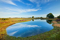 View over New Forest flood pool at Fritham Cross at dawn, New Forest National Park, Hampshire, England, UK, August.