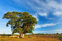 View over New Forest heathland with Oak (Quercus robur) tree. Fritham Cross, New Forest National Park, Hampshire, England, UK, August. Did you know? The New Forest has the most extensive area of heath...