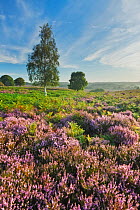 View over New Forest heathland Ling (Calluna vulgaris) and Bell Heather (Erica cinerea). Fritham Cross, New Forest National Park, Hampshire, England, UK, August.