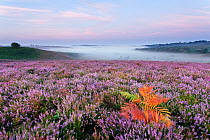 View over New Forest heathland Ling (Calluna vulgaris) and Bell Heather (Erica cinerea) with bracken. Fritham Cross, New Forest National Park, Hampshire, England, UK, August.