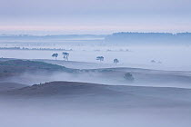 View over New Forest lowland in mist at dawn. Vereley Hill, Burley, New Forest National Park, Hampshire, England, UK, August.
