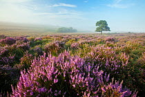 View over New Forest heathland with Ling (Calluna vulgaris) and Bell Heather (Erica cinerea). Mogshade Hill, New Forest National Park, Hampshire, England, UK, August.