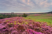 View over New Forest heathland Ling (Calluna vulgaris) and Bell Heather (Erica cinerea). Vereley Hill, Burley, New Forest National Park, Hampshire, England, UK, August.