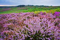 View over New Forest heathland Ling (Erica cinerea) and Bell Heather (Erica cinerea). Vereley Hill, Burley, New Forest National Park, Hampshire, England, UK, August.