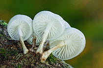 Porcelain fungus (Oudemansiella mucida). New Forest National Park, Hampshire, England, UK, November.