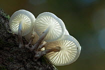 Porcelain fungus (Oudemansiella mucida). New Forest National Park, Hampshire, England, UK, November.