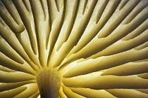 Gills of Porcelain Fungus (Oudemansiella mucida). New Forest National Park, Hampshire, England, UK, November.