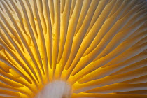 Gills of Porcelain Fungus (Oudemansiella mucida). New Forest National Park, Hampshire, England, UK, November. Did you know? Porcelain fungus produces an anti-fungal molecule which prevents other speci...