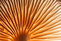Gills of Porcelain Fungus (Oudemansiella mucida). New Forest National Park, Hampshire, England, UK, November.