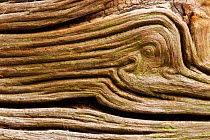 Patterns in fallen deadwood Oak. New Forest National Park, Hampshire, England, UK, September. Did you know? Royal Navy ships were once built with Oak wood, and the Navy itself was once referred to as...
