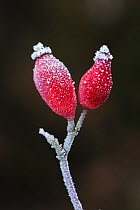 Dog Rose (Rosa canina) hips covered with frost. New Forest National Park, Hampshire, England, UK, December.