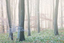 Beech (Fagus sylvatica) woodland in winter mist with hoar frost. West Woods, Compton Abbas, Dorset, England, UK, December.