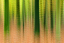 Deciduous woodland abstract, Bolderwood, New Forest National Park, Hampshire, England, UK, November.