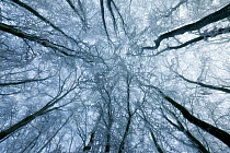 Low angle shot, looking up into Beech (Fagus sylvatica) woodland tree canopy covered in hoar frost. West Woods, Compton Abbas, Dorset, England, UK, December. Did you know? In Celtic mythology Fagus wa...