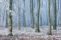 Beech (Fagus sylvatica) woodland in hoar frost and winter mist. West Woods, Compton Abbas, Dorset, England, UK, December.