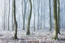 Beech (Fagus sylvatica) woodland in hoar frost and winter mist. West Woods, Compton Abbas, Dorset, England, UK, December.