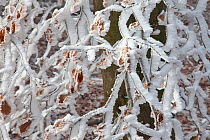 Heavy hoar frost on Beech (Fagus sylvatica) tree twigs,  West Woods, Compton Abbas, Dorset, England, UK, December.